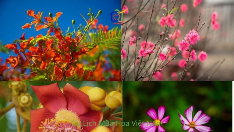 du lịch mùa hoa việt nam