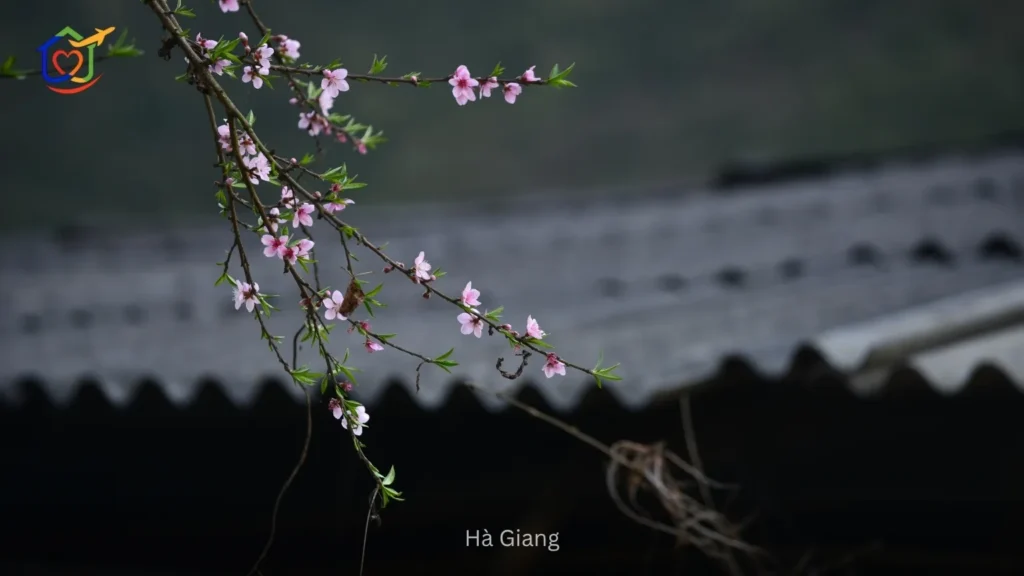 Hà Giang 6