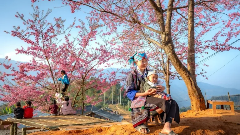 Hoa đao mua xuan