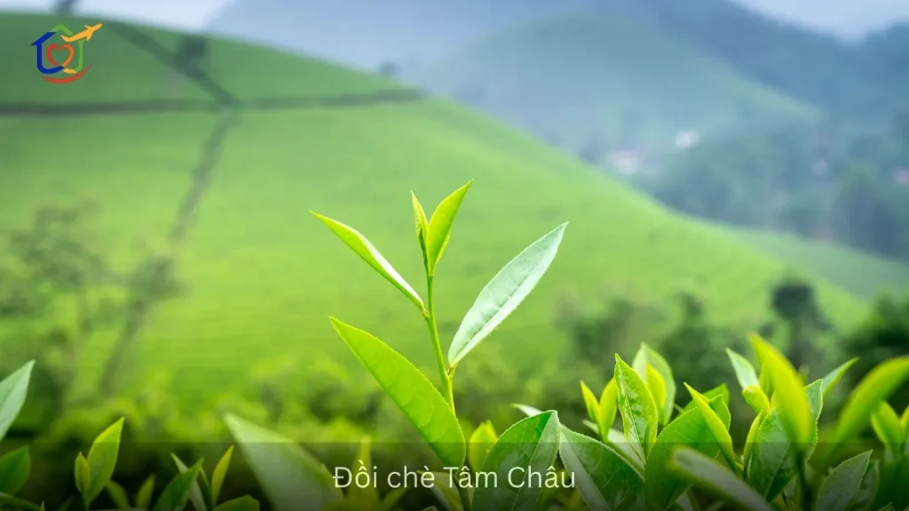 Đồi chè Tâm Châu