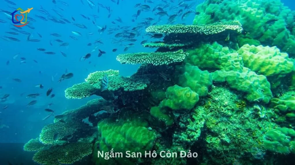 Ngắm San Hô Côn Đảo