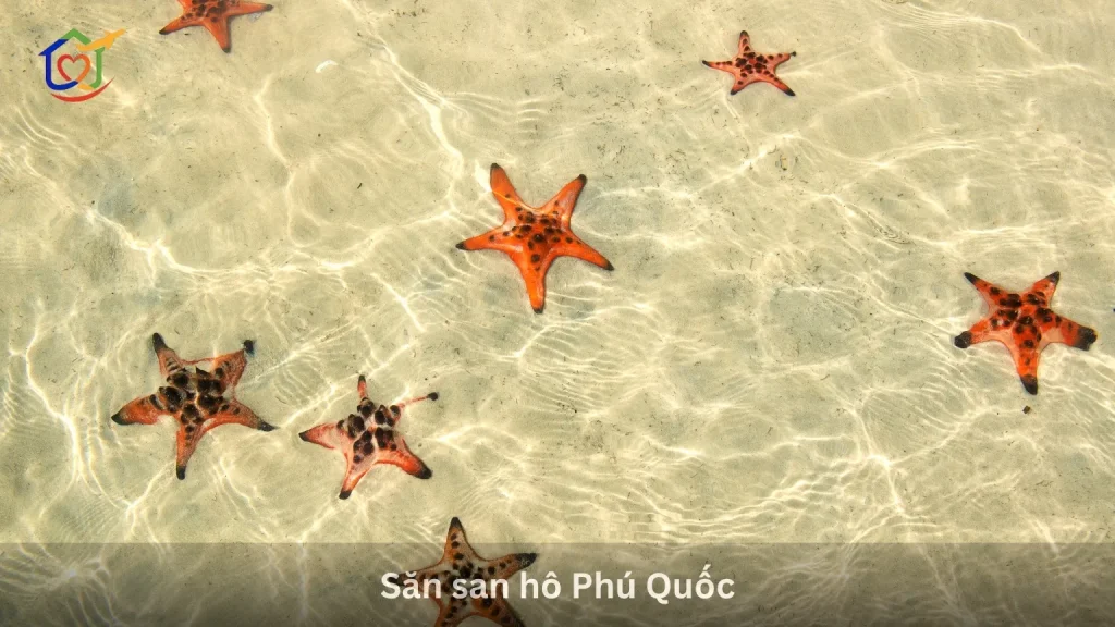 Săn san hô Phú Quốc