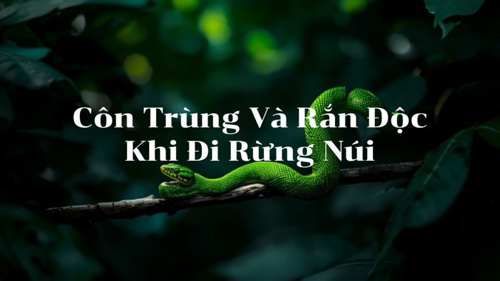 Rắn lục xanh trên cành cây trong rừng nhiệt đới, minh họa cho bài viết về phòng tránh côn trùng và rắn độc khi đi rừng núi