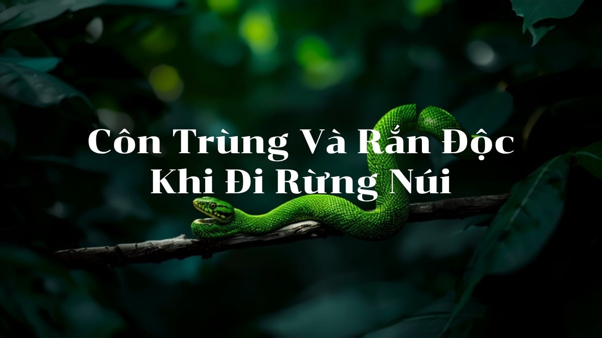 Rắn lục xanh trên cành cây trong rừng nhiệt đới, minh họa cho bài viết về phòng tránh côn trùng và rắn độc khi đi rừng núi