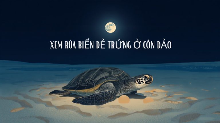 Rùa biển mẹ đẻ trứng trên bãi cát Côn Đảo dưới ánh trăng đêm