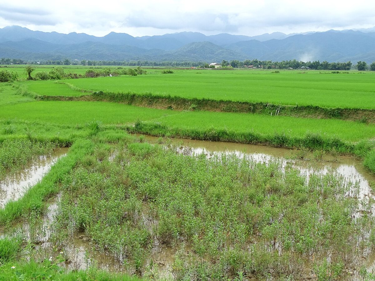Cánh đồng lúa Mường Thanh, Điện Biên – nên đi vào mùa lúa chín tháng 9–10