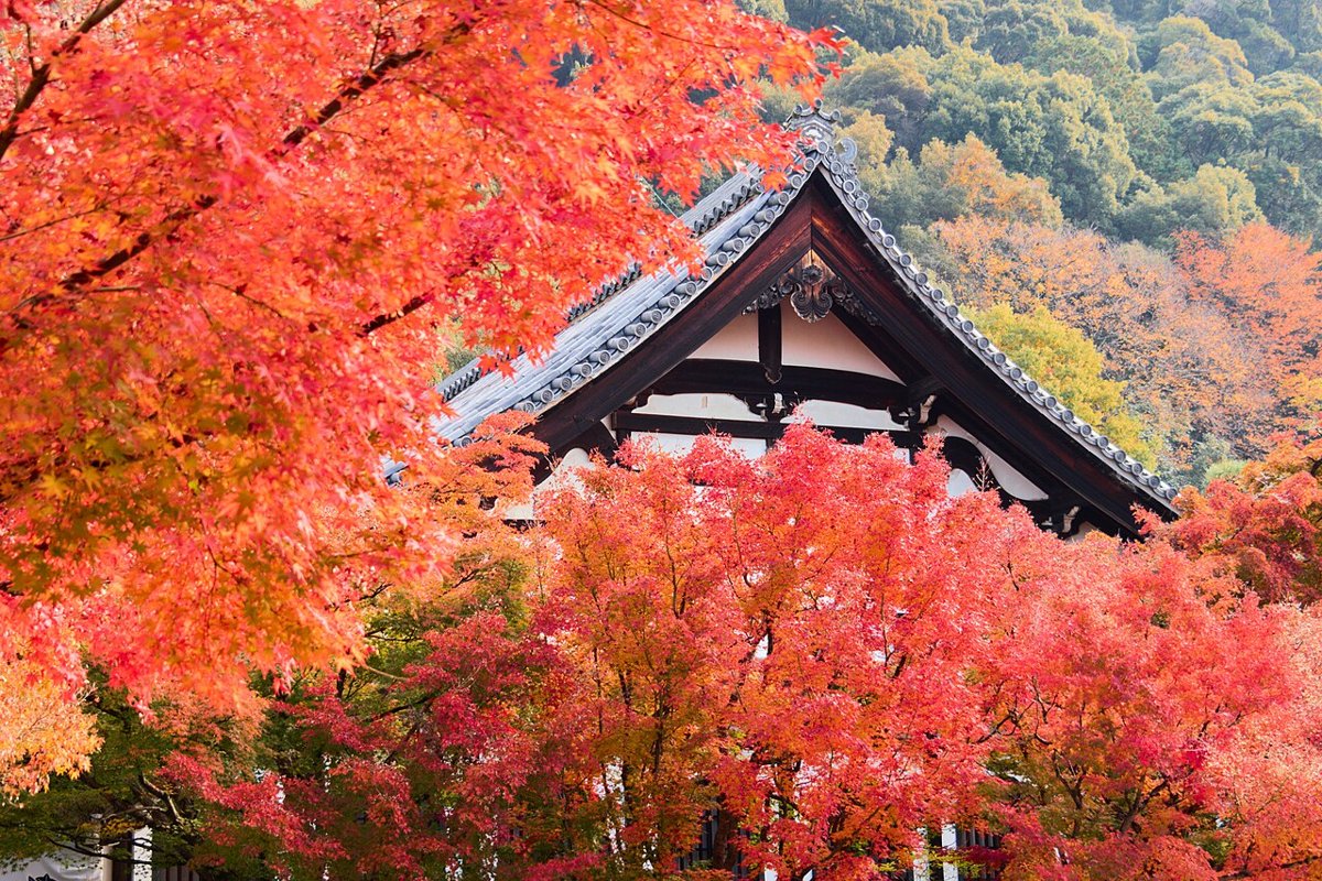 Chùa Eikando ở Kyoto giữa rừng lá phong đỏ, điểm ngắm lá đông khách mùa cao điểm