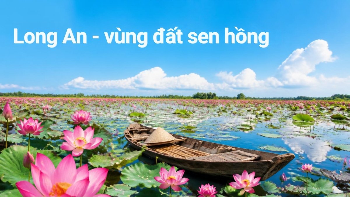 Đầm sen hồng và xuồng ba lá miền Tây – minh họa du lịch Long An vùng đất sen hồng