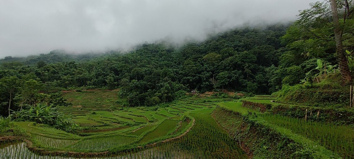 Ruộng lúa xanh trong thung lũng Mai Châu